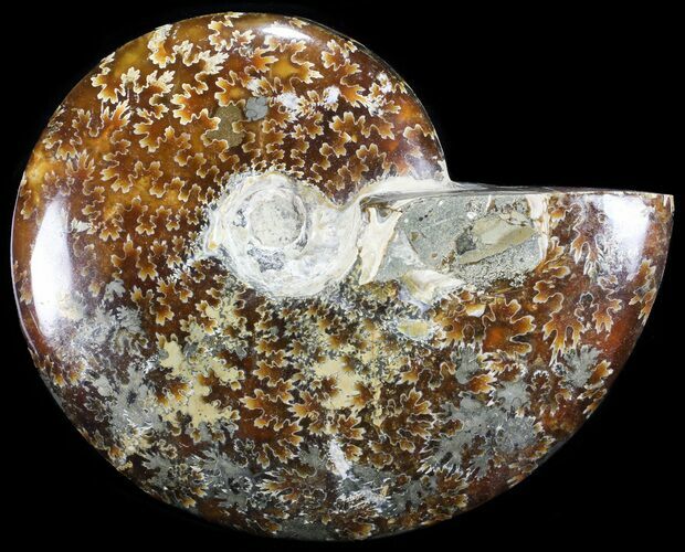 Polished, Agatized Ammonite (Cleoniceras) with Pyrite #60744